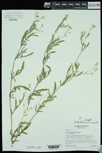 Parthenium hysterophorus image