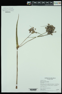 Tradescantia ohiensis image