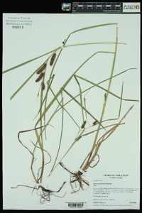 Carex aureolensis image