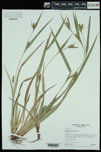 Carex flaccosperma image