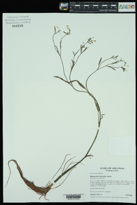 Ranunculus laxicaulis image