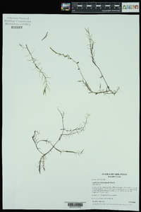 Callitriche heterophylla image