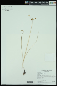 Allium canadense var. canadense image