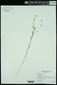 Polygala sanguinea image