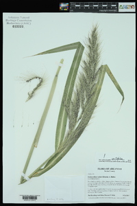 Echinochloa walteri image