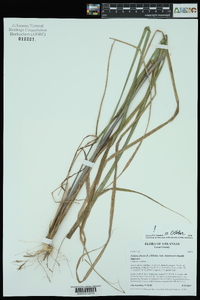 Tridens flavus var. chapmanii image