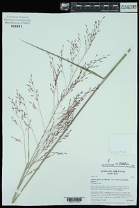 Tridens flavus var. chapmanii image