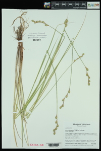 Carex straminea image