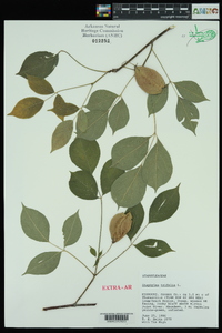 Staphylea trifolia image