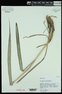 Tripsacum dactyloides image