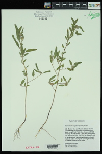 Malvastrum hispidum image