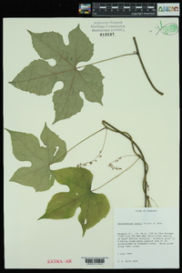 Calycocarpum lyonii image