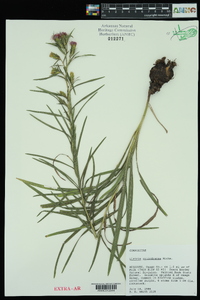 Liatris cylindracea image