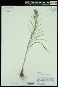 Liatris cylindracea image