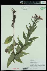 Vernonia baldwinii image