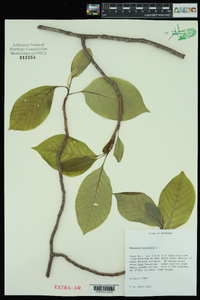 Magnolia acuminata image