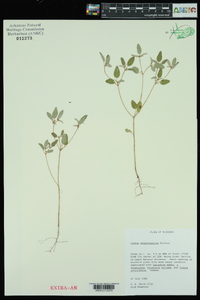 Croton monanthogynus image