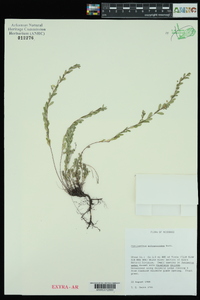 Phyllanthus polygonoides image