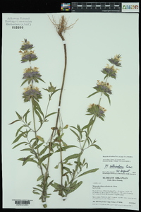 Monarda citriodora image