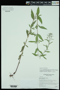 Eupatorium mohrii image