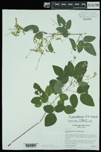 Desmodium perplexum image