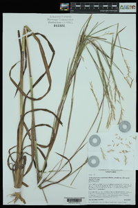 Schizachyrium scoparium var. divergens image