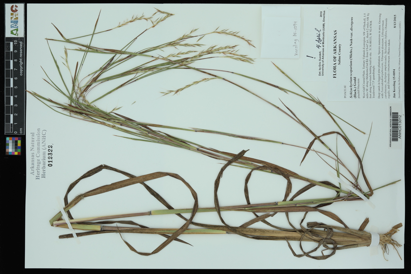 Schizachyrium scoparium var. divergens image