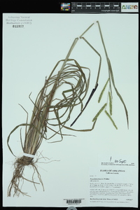 Paspalum praecox image