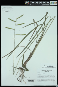 Paspalum praecox image