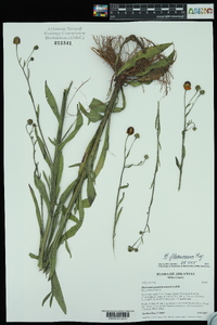 Helenium flexuosum image