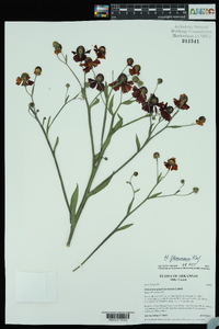 Helenium flexuosum image