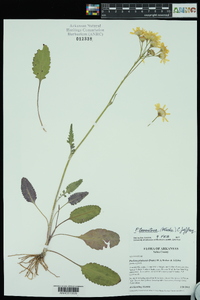 Packera tomentosa image