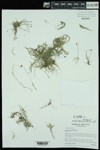 Utricularia gibba image