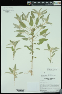 Croton capitatus image