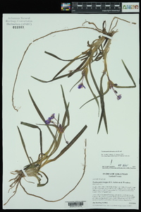 Tradescantia hirsuticaulis image