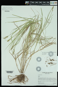 Carex tribuloides var. sangamonensis image