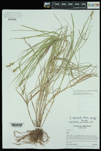 Carex tribuloides var. sangamonensis image