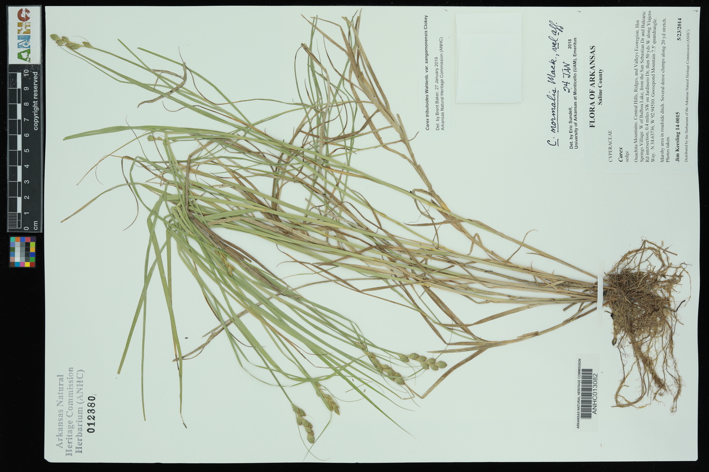 Carex tribuloides var. sangamonensis image