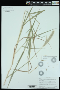 Bothriochloa longipaniculata image