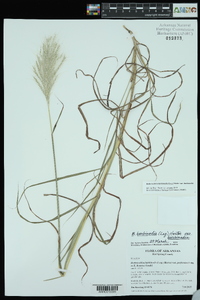 Bothriochloa barbinodis var. barbinodis image