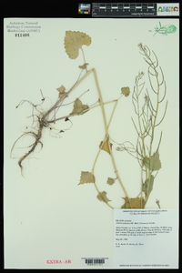 Alliaria petiolata image