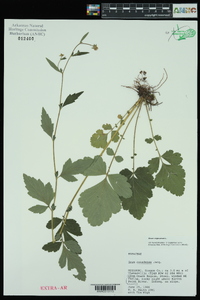 Geum virginianum image