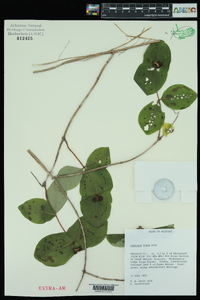 Lonicera flava image