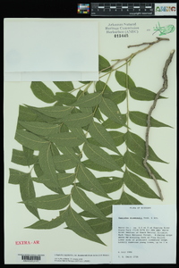 Sapindus saponaria image