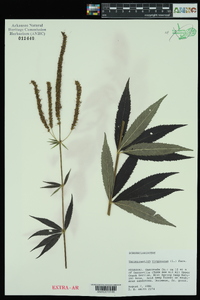 Veronicastrum virginicum image