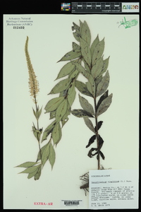 Veronicastrum virginicum image