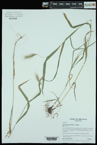 Elymus villosus image