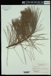 Pinus echinata image