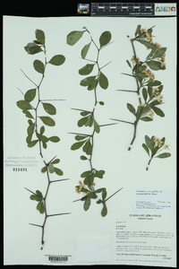 Crataegus crus-galli var. pyracanthifolia image