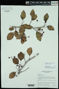 Crataegus viridis var. nitens image